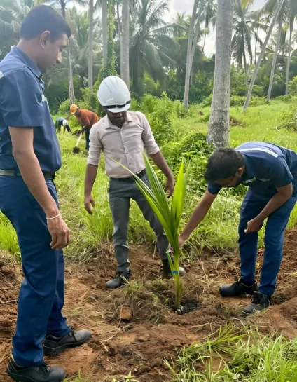 Coconut Tree Planting